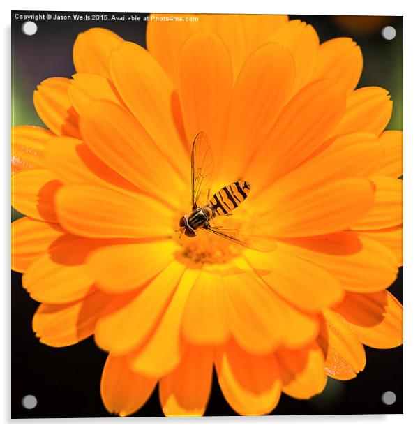 Hoverfly in the centre of an orange flower Acrylic by Jason Wells