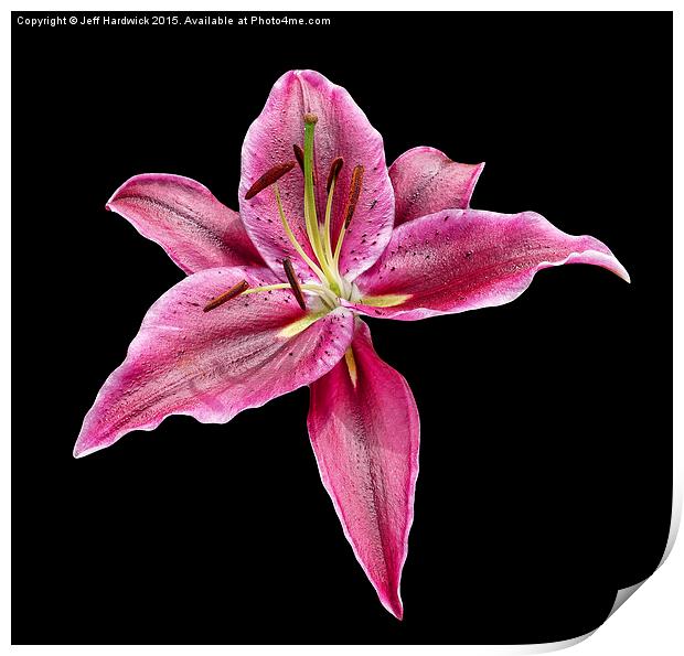 Single Lily  Print by Jeff Hardwick