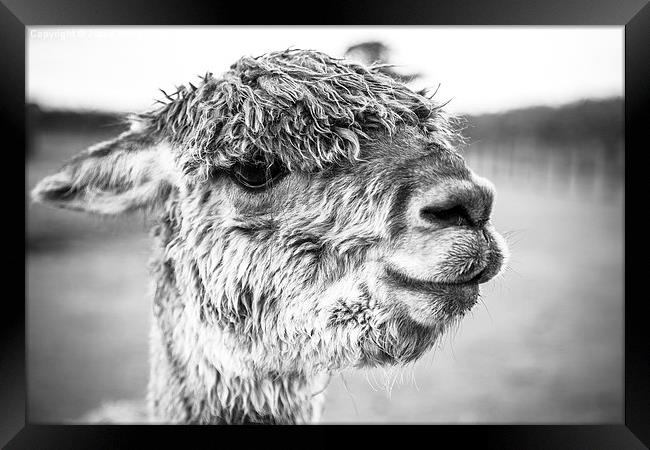 Portrait of an Alpaca Framed Print by Jason Wells