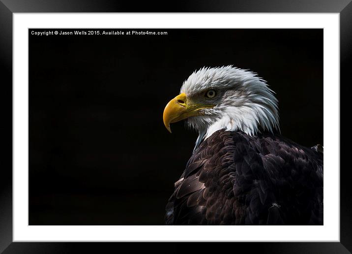 Portrait of a Bald Eagle Framed Mounted Print by Jason Wells