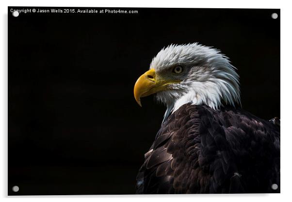 Portrait of a Bald Eagle Acrylic by Jason Wells