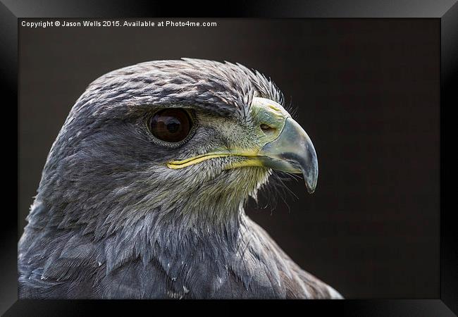 Grey Eagle Buzzard headshot Framed Print by Jason Wells