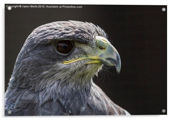 Grey Eagle Buzzard headshot Acrylic by Jason Wells