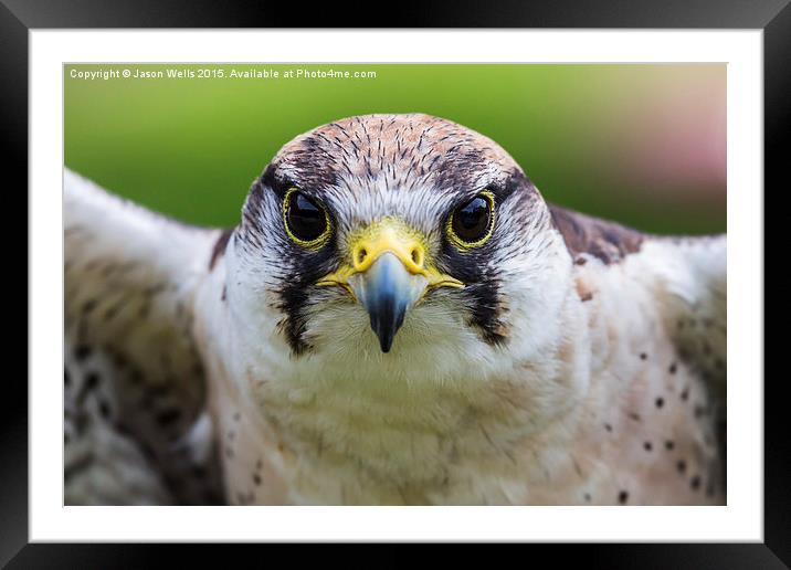 Close-up of a Peregrine falcon Framed Mounted Print by Jason Wells
