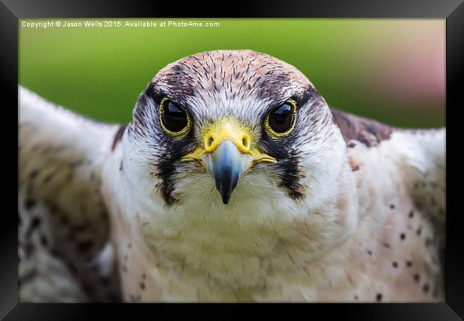 Close-up of a Peregrine falcon Framed Print by Jason Wells