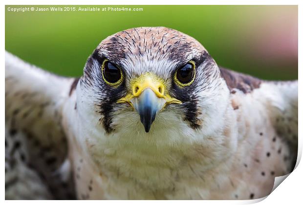 Close-up of a Peregrine falcon Print by Jason Wells