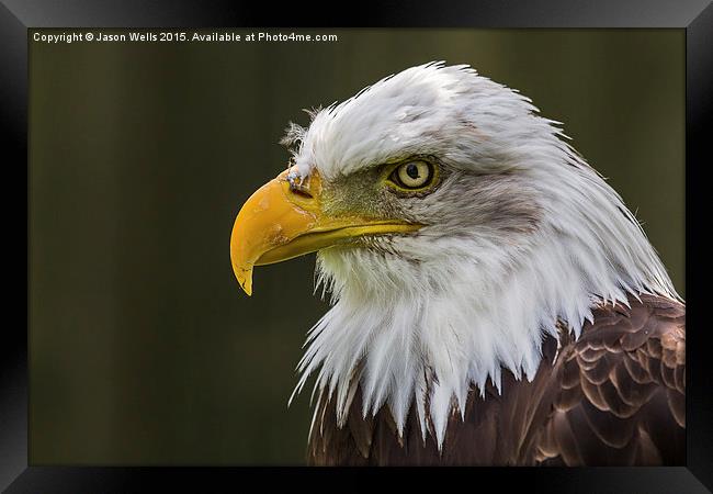 Portrait of a Bald Eagle Framed Print by Jason Wells
