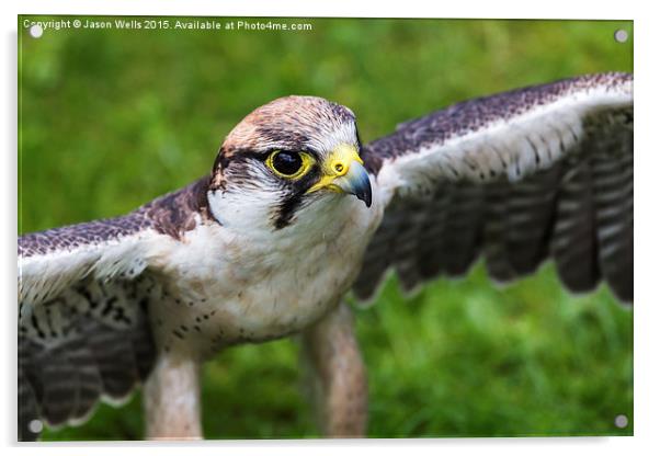 Peregrine falcon Acrylic by Jason Wells