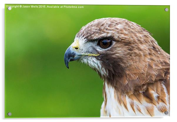 Head shot of a Kestrel Acrylic by Jason Wells