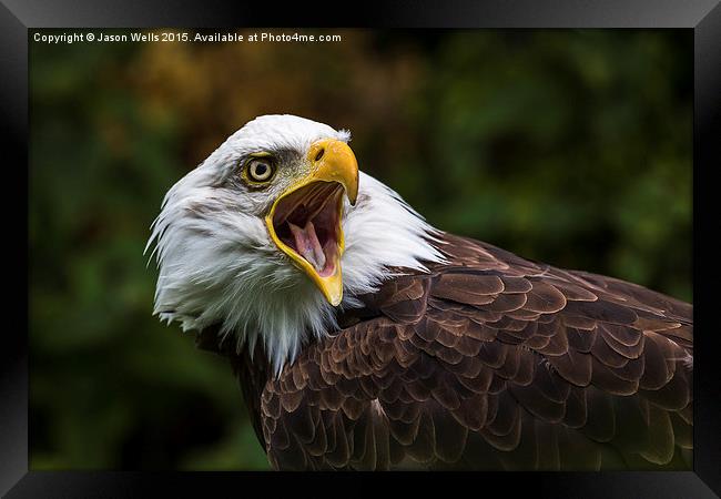 A Bald Eagle squawking Framed Print by Jason Wells