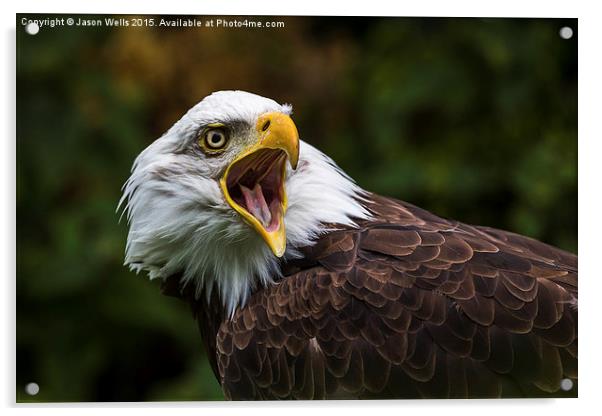 A Bald Eagle squawking Acrylic by Jason Wells