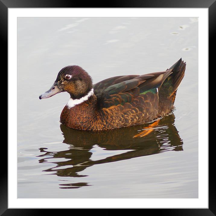 Mallard Duck Framed Mounted Print by Dave Windsor