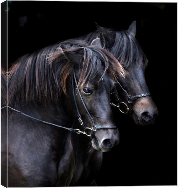  Ponies in the dark Canvas Print by Alan Mattison