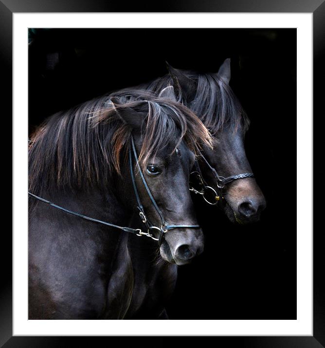  Ponies in the dark Framed Mounted Print by Alan Mattison