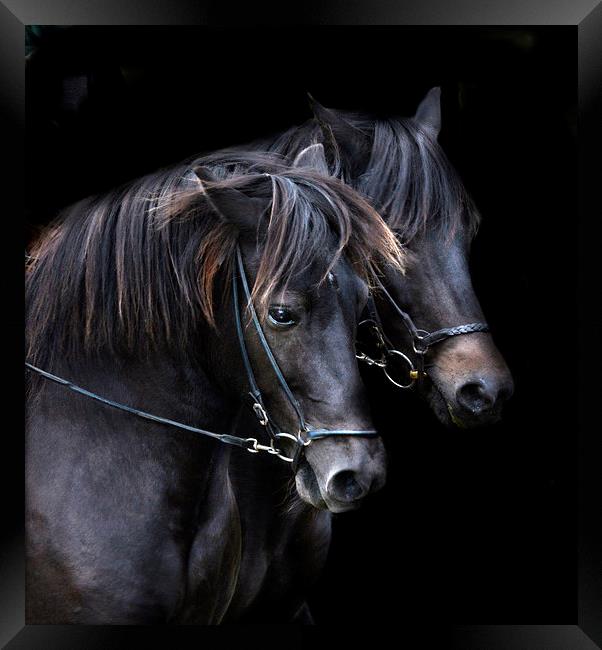  Ponies in the dark Framed Print by Alan Mattison