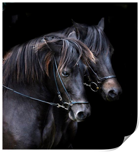  Ponies in the dark Print by Alan Mattison