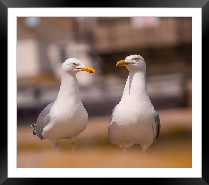 Two herring Gulls  Framed Mounted Print by Clive Eariss