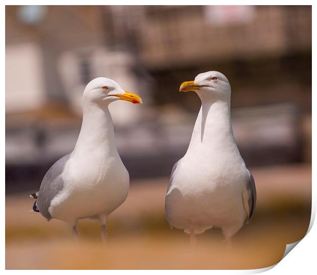 Two herring Gulls  Print by Clive Eariss