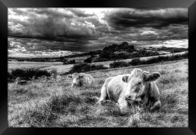 Resting Cows Framed Print by David Pyatt