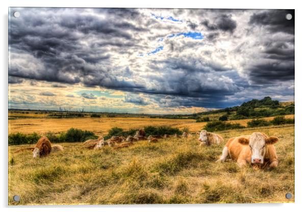 Resting Cows Acrylic by David Pyatt