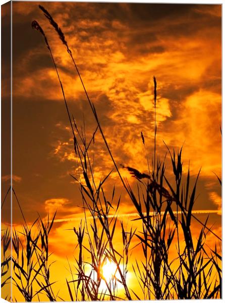 Nature  Silhouettes Canvas Print by Svetlana Sewell