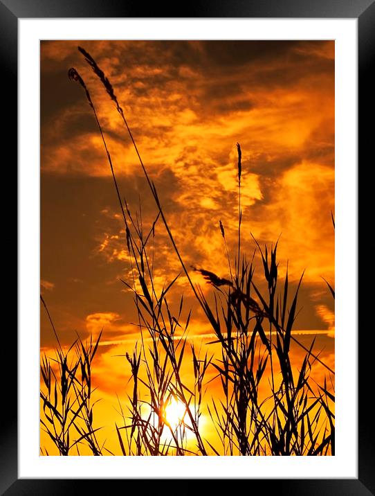 Nature  Silhouettes Framed Mounted Print by Svetlana Sewell