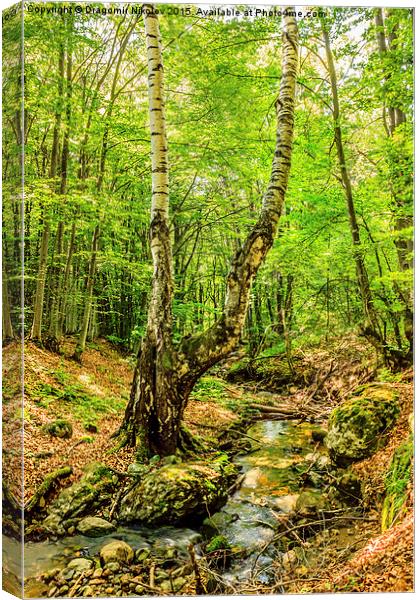 Stream deep in mountain forest Canvas Print by Dragomir Nikolov