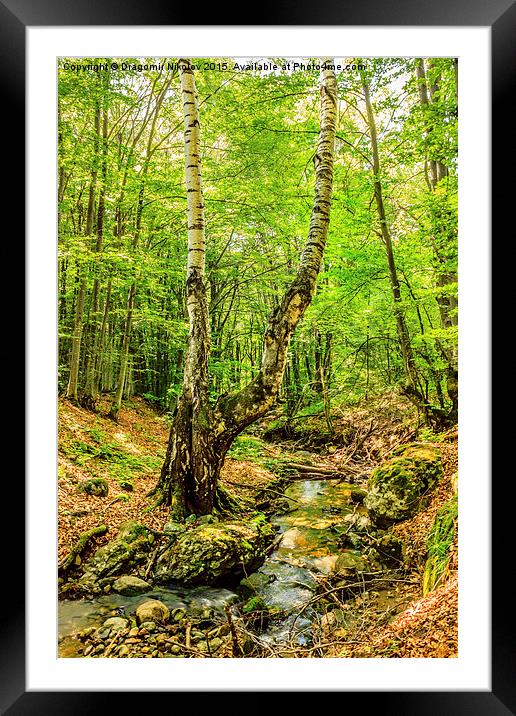 Stream deep in mountain forest Framed Mounted Print by Dragomir Nikolov