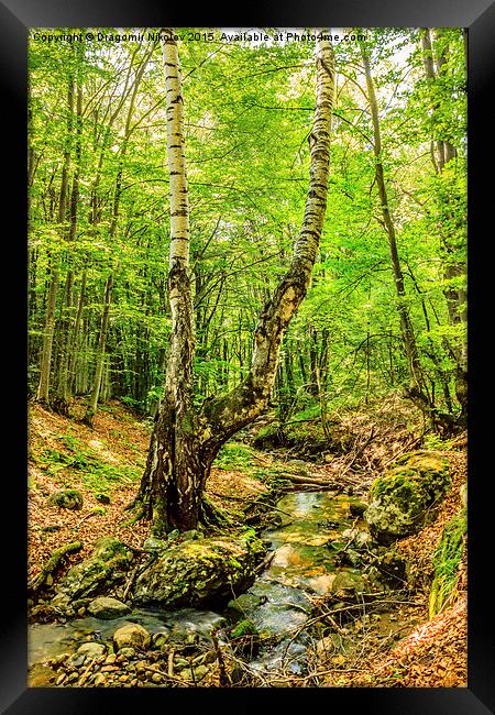 Stream deep in mountain forest Framed Print by Dragomir Nikolov