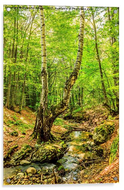 Stream deep in mountain forest Acrylic by Dragomir Nikolov