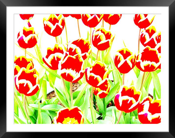 Flowers Framed Mounted Print by Tom Martin