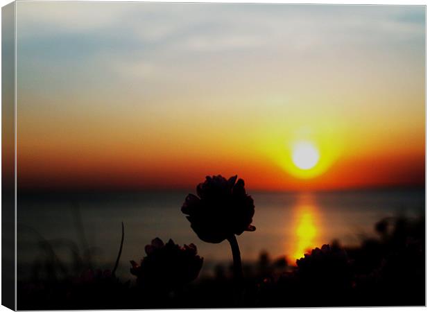 Flowery Sunset Canvas Print by Tom Martin