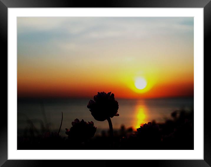 Flowery Sunset Framed Mounted Print by Tom Martin
