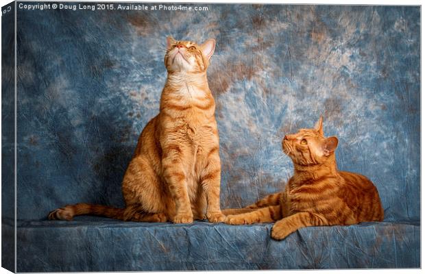A Pair of Cats Canvas Print by Doug Long