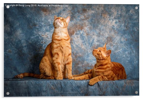 A Pair of Cats Acrylic by Doug Long