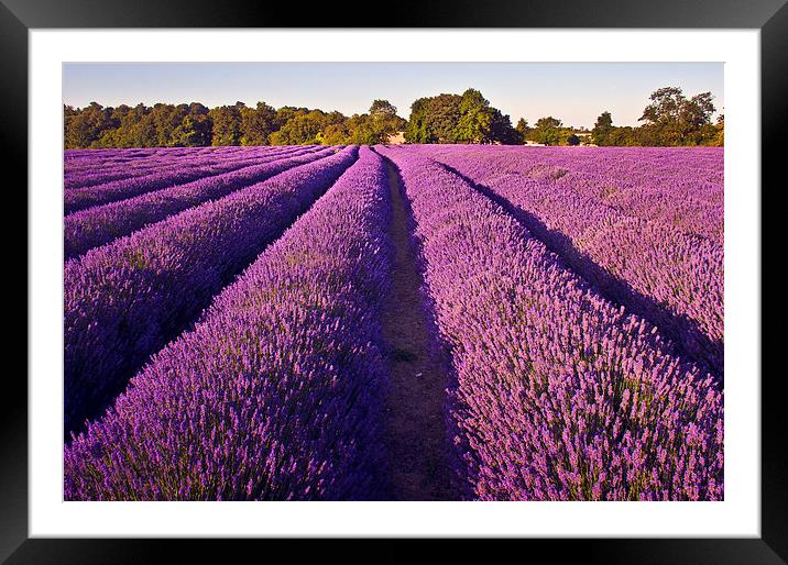  Kent Lavender Framed Mounted Print by Dawn Cox