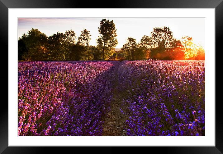  Early morning Lavender field Framed Mounted Print by Dawn Cox