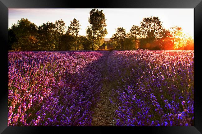  Early morning Lavender field Framed Print by Dawn Cox