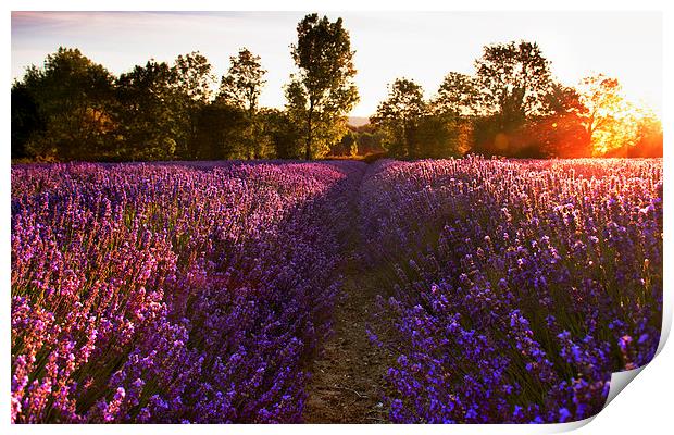  Early morning Lavender field Print by Dawn Cox