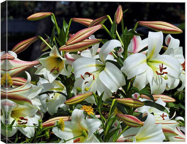 Lilies Canvas Print by Victor Burnside