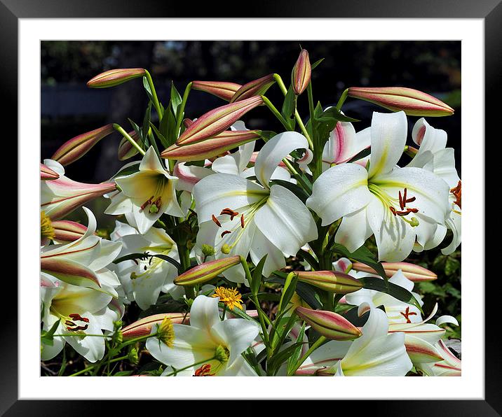 Lilies Framed Mounted Print by Victor Burnside