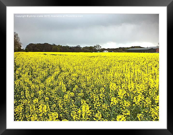  Field of Yellow (Rapeseed Crop) Framed Mounted Print by philip clarke