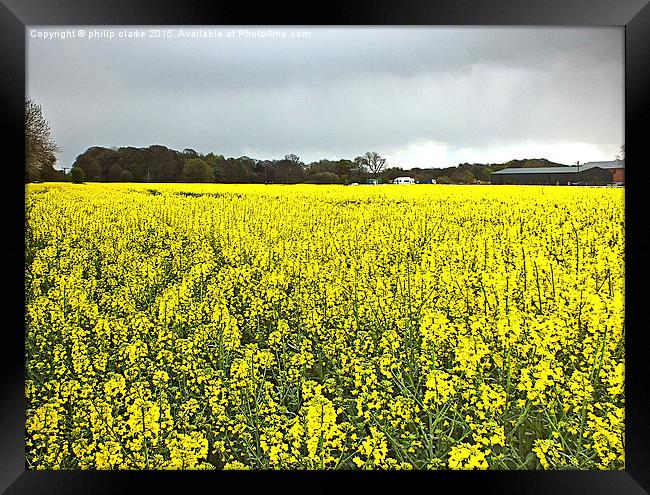  Field of Yellow (Rapeseed Crop) Framed Print by philip clarke