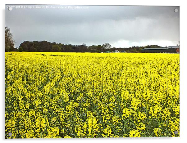  Field of Yellow (Rapeseed Crop) Acrylic by philip clarke