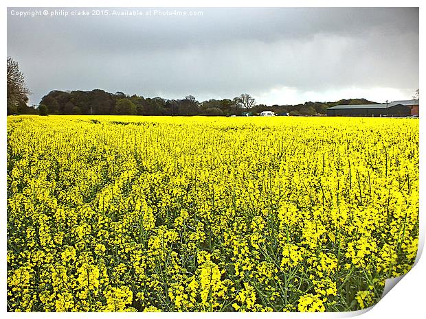  Field of Yellow (Rapeseed Crop) Print by philip clarke