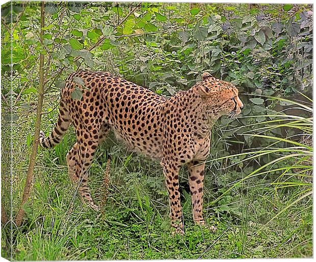  Cheetah amongst Green Foliage Canvas Print by philip clarke