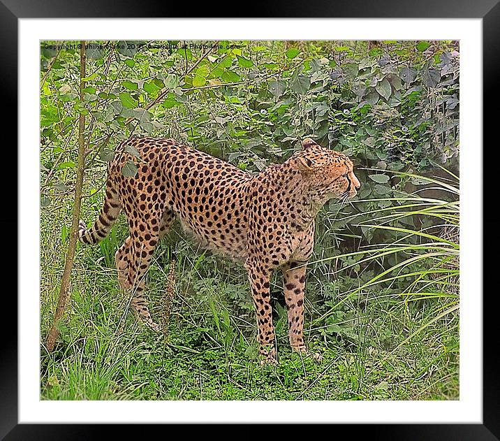  Cheetah amongst Green Foliage Framed Mounted Print by philip clarke