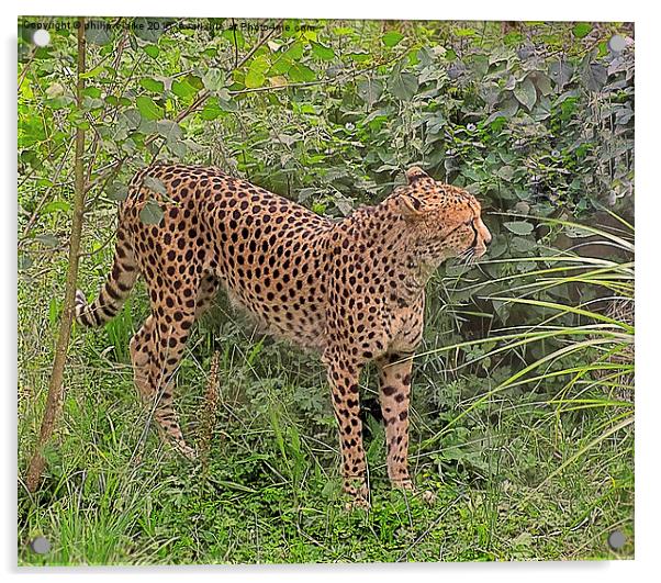  Cheetah amongst Green Foliage Acrylic by philip clarke