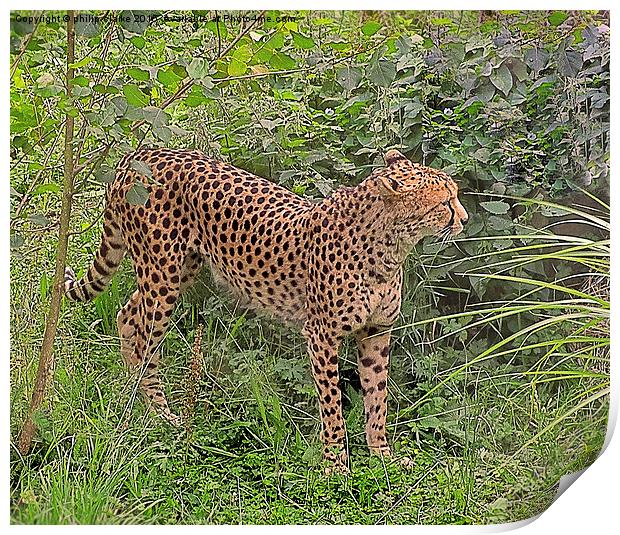  Cheetah amongst Green Foliage Print by philip clarke