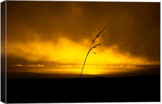 Sunset and Grass Canvas Print by Svetlana Sewell